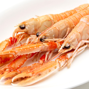 Langoustine levend Schots 8/12